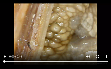 Helix pomatia: Ausstlpen eines Fhlers