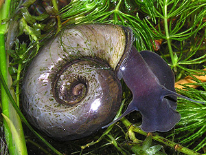 Ram's Horn Snail (Planorbarius corneus)