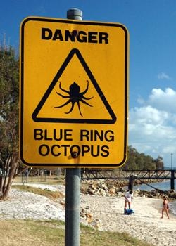 Warnschild "Blauringkraken" in Australien