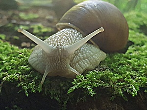 Weinbergschnecke (Helix pomatia)