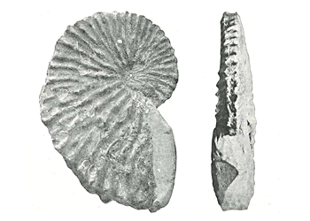 Argonauta joanneus