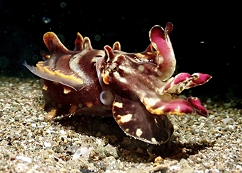 Prachtsepia (Ascarosepion pfefferi)
