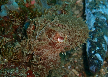 Breitarm-Sepie (Ascarosepion latimanus)