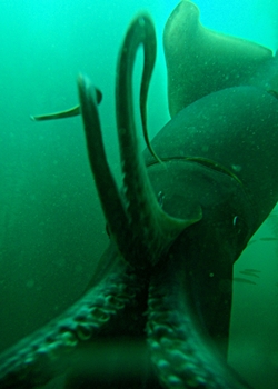 Humboldtkalmar (Dosidicus gigas)