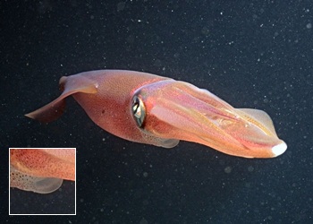 Gemeiner Kalmar (Loligo vulgaris)