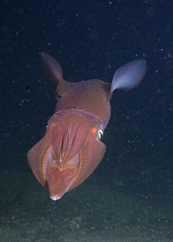 Gemeiner Kalmar (Loligo vulgaris)
