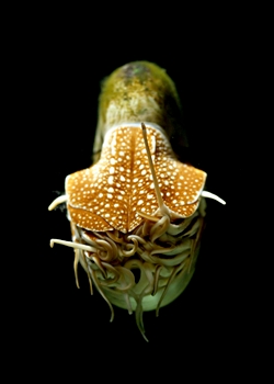 Perlboot (Nautilus pompilius)