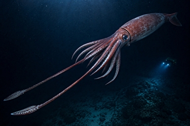 Riesenkalmar (Architeuthis dux)