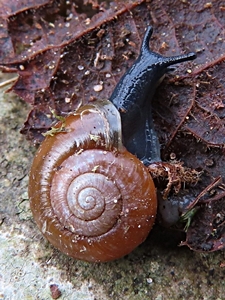 Aegopinella nitidula