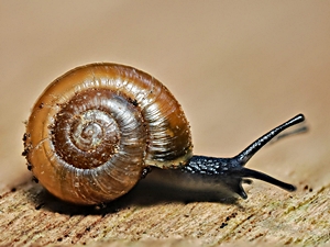 Aegopinella nitidula