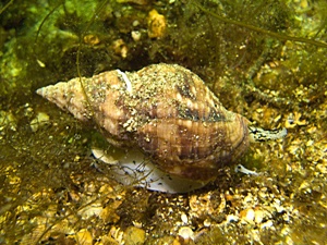 Wellhornschnecke (Buccinum undatum)