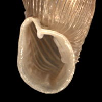 Laciniaria plicata Mündung