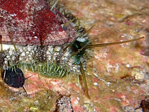 Gr�nes Meerohr (Haliotis tuberculata)