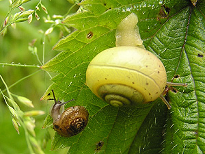 Gemeine Haarschnecke (Trochulus hispidus) und Strauchschnecke (Fruticicola fruticum)