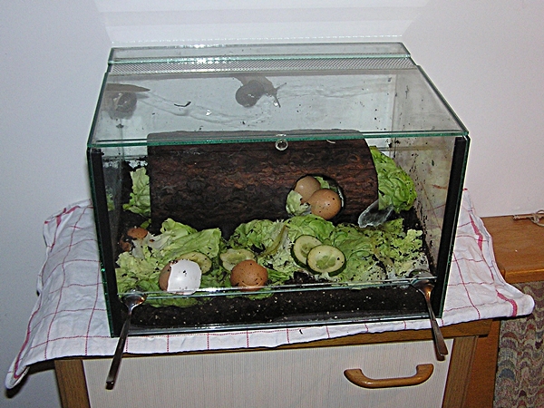 Schnecken als Haustier