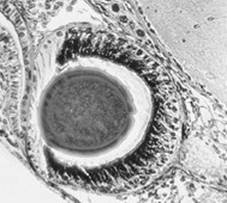 Auge der Weinbergschnecke, mikroskopisch.